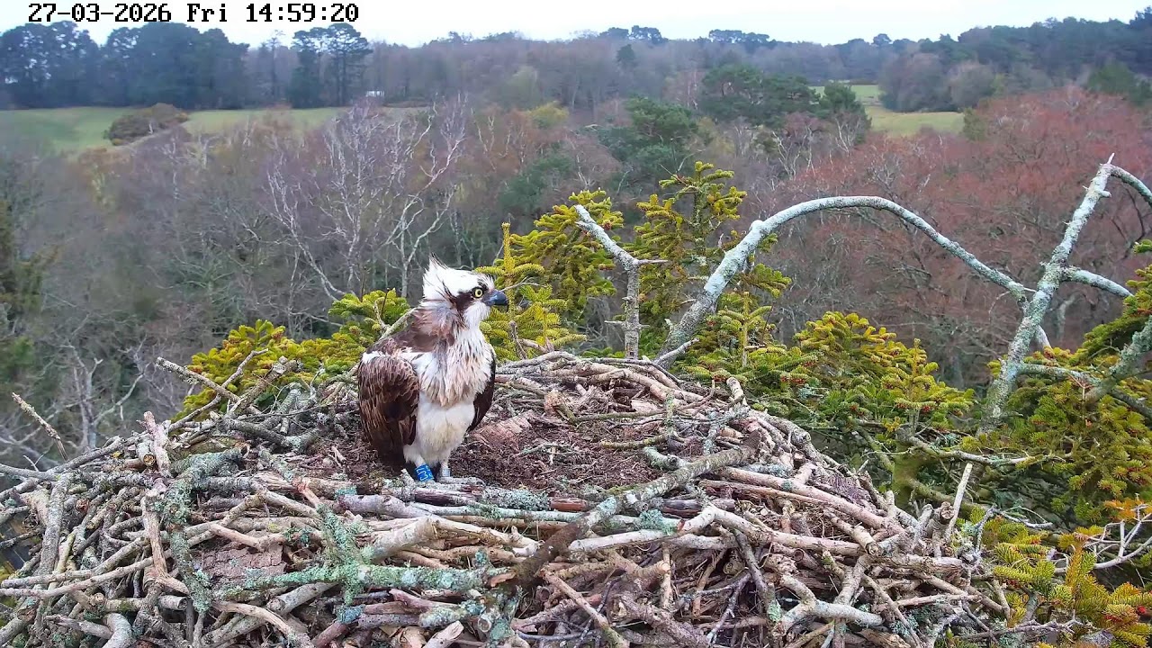 youtube-X62J9Jdm6Ao-2026-03-27T15-02-04-239Z