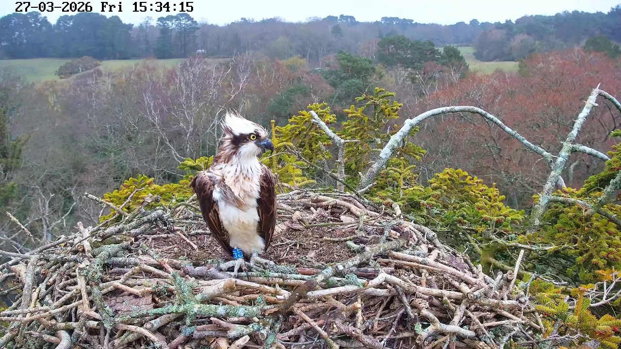 youtube-X62J9Jdm6Ao-2026-03-27T15-36-42-959Z