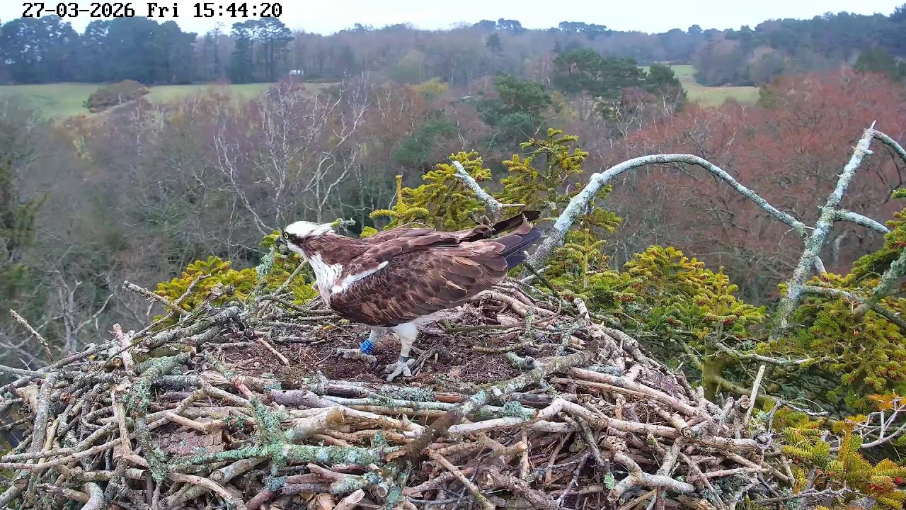 youtube-X62J9Jdm6Ao-2026-03-27T15-48-05-068Z