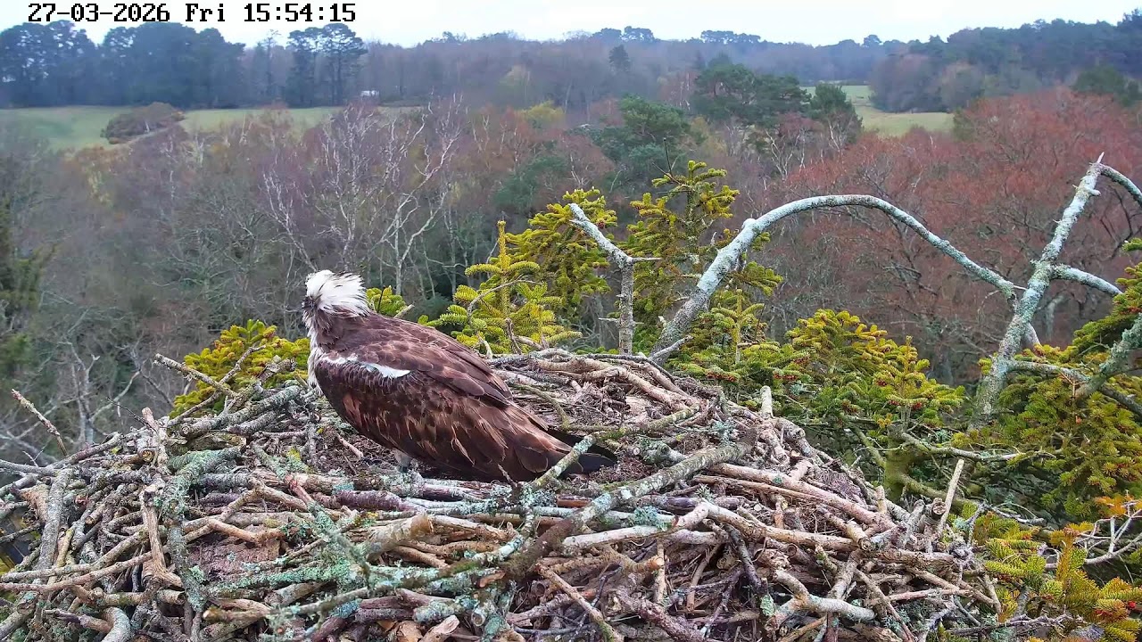 youtube-X62J9Jdm6Ao-2026-03-27T15-58-05-102Z