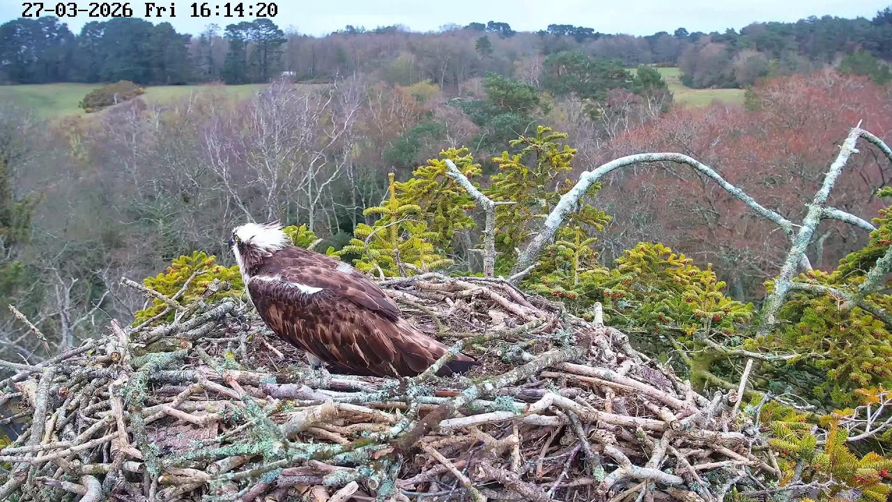 youtube-X62J9Jdm6Ao-2026-03-27T16-18-05-126Z