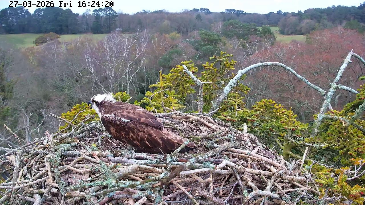 youtube-X62J9Jdm6Ao-2026-03-27T16-28-04-996Z