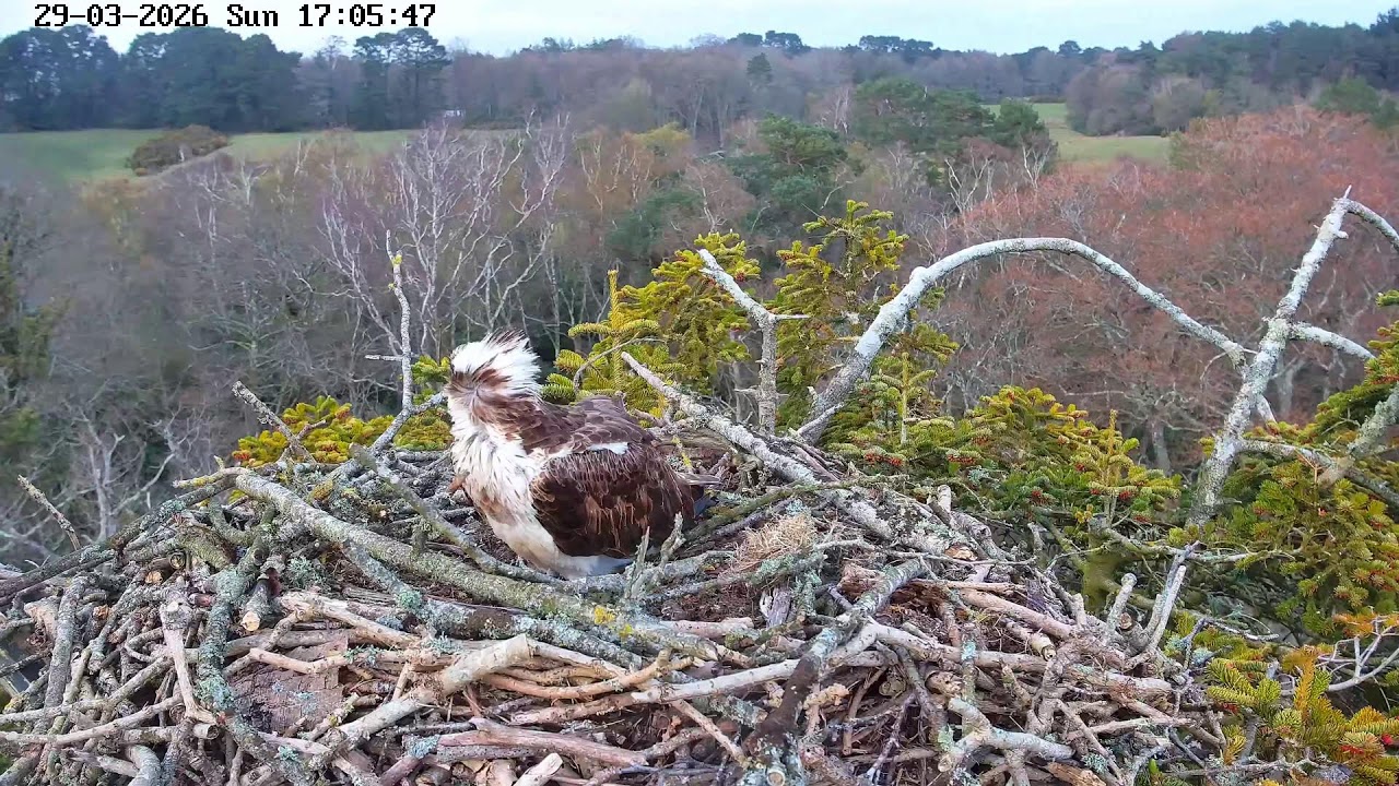 youtube-X62J9Jdm6Ao-2026-03-29T17-06-46-270Z