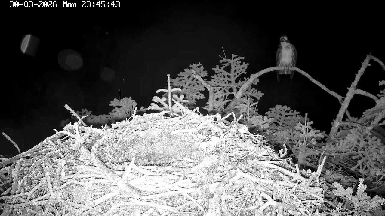 youtube-X62J9Jdm6Ao-2026-03-30T23-50-16-983Z