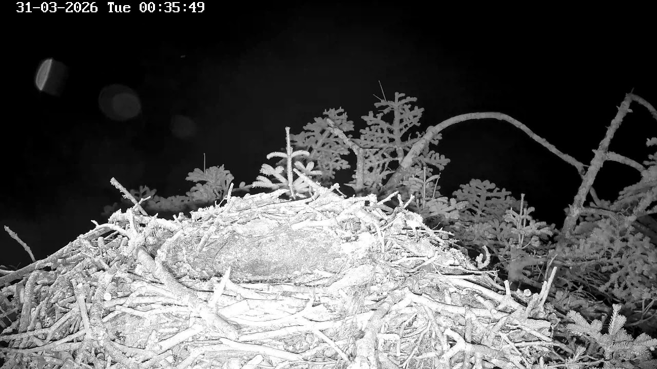 youtube-X62J9Jdm6Ao-2026-03-31T00-40-12-349Z