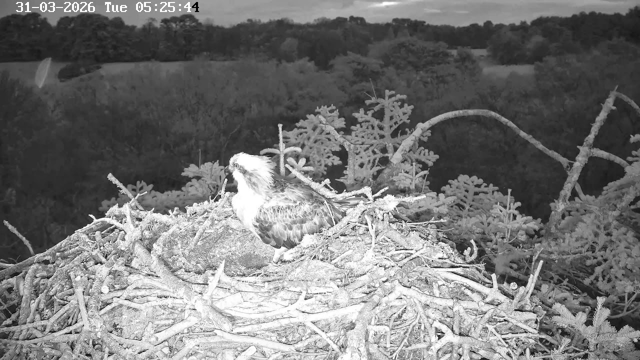 youtube-X62J9Jdm6Ao-2026-03-31T05-27-17-627Z