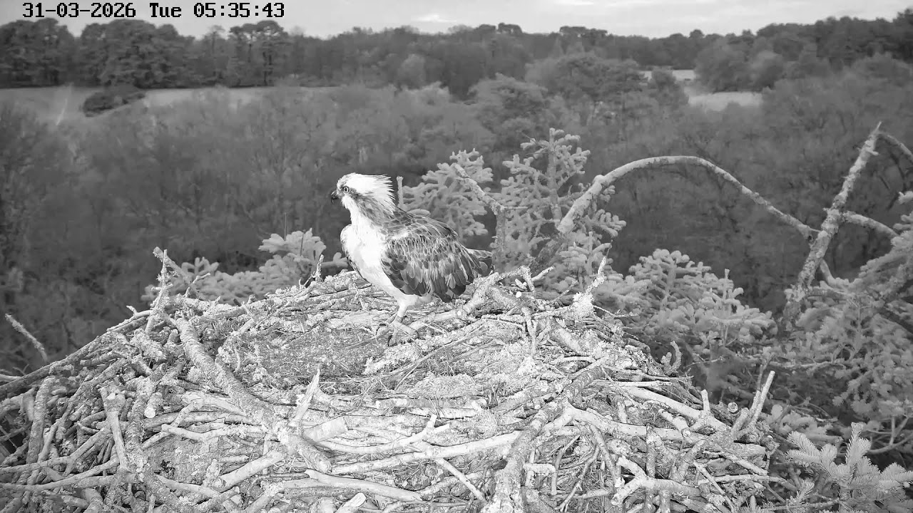 youtube-X62J9Jdm6Ao-2026-03-31T05-37-17-596Z