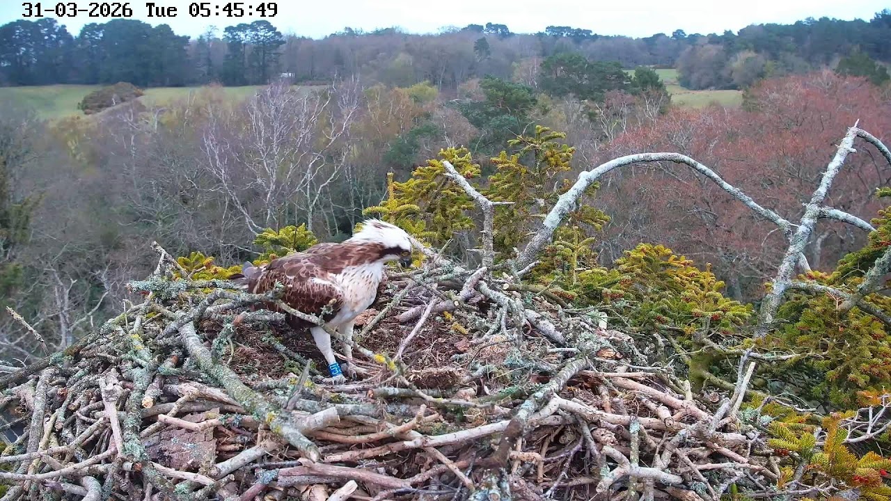 youtube-X62J9Jdm6Ao-2026-03-31T05-47-17-776Z