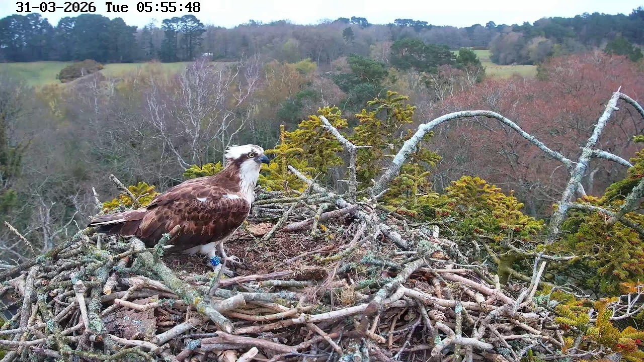 youtube-X62J9Jdm6Ao-2026-03-31T05-57-17-645Z