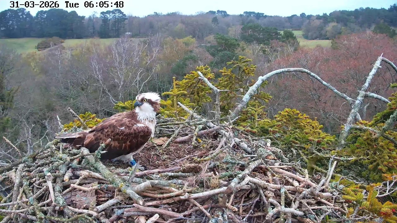 youtube-X62J9Jdm6Ao-2026-03-31T06-07-17-598Z