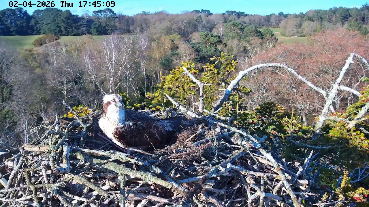 youtube-X62J9Jdm6Ao-2026-04-02T16-46-12-937Z